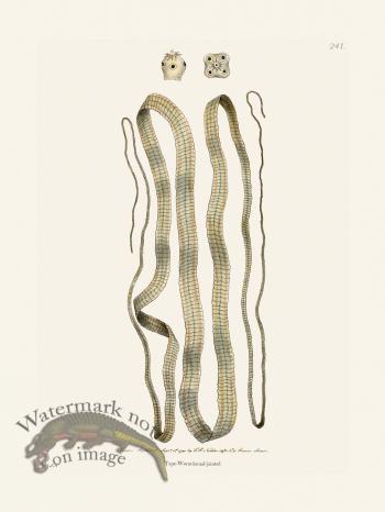 241 Tape-Worm Broad-Joint